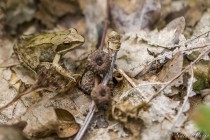 20080824-Grenouille-agile-0001.jpg