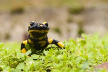 20121111-Salamandre-tachetee-0002.jpg