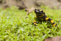 20121111-Salamandre-tachetee-0005.jpg