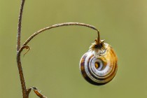 20090826-Gasteropode-0002.jpg