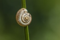 20100718-Gasteropode-0003.jpg