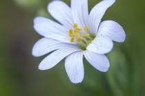 20130415-Stellaire-holostee-0001.jpg
