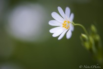 20130427-Stellaire-holostee-0003.jpg