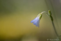 20140511-Stellaire-holostee-0001.jpg