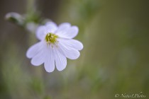 20140511-Stellaire-holostee-0004.jpg
