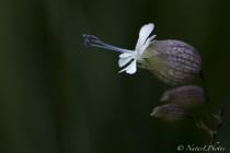 20140606-Silene-vulgaris-0001.jpg