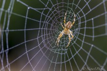 20120820-Epeire-0001.jpg