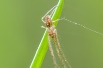 20130505-Metellina-0001-2.jpg