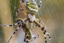 20130816-Argiope-0001.jpg