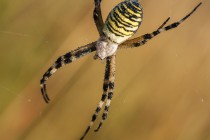 20130816-Argiope-0002.jpg
