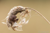 20130817-Epeire-0002.jpg