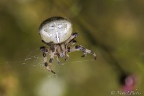 20130909-Epeire-0003.jpg