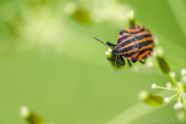 20120604-pentatone-raye-0001.jpg