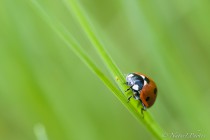 20130505-Coccinelle-a-sept-points-0001.jpg