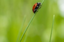20130505-Coccinelle-a-sept-points-0002.jpg