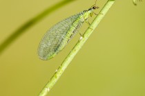 20130721-Chrysopa-perla-0001.jpg