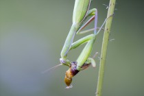 20140831-Mante-religieuse-0051.jpg