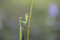 20140831-Mante-religieuse-0056.jpg
