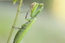 20140831-Mante-religieuse-0062.jpg