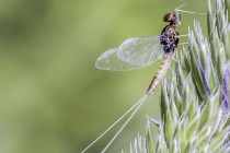 20090517-Baetis-0002.jpg