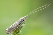 20100517-Trichoptere-0008.jpg