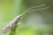 20100517-Trichoptere-0009.jpg