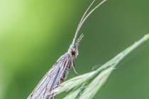 20100607-Trichoptere-0014.jpg