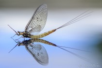 20120604-Ephemera-danica-0003.jpg