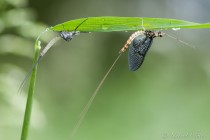 20140526-Ephemera-vulgata-0005.jpg