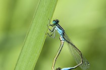 20130728-Agrion-elegant-0005.jpg