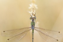 20130811-Leste-sauvage-0001.jpg