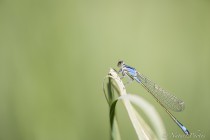 20140622-Agrion-elegant-0001.jpg