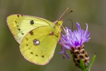 20090826-Soufre-0001-2.jpg