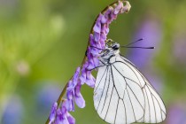 20110523-Gaze-0002.jpg