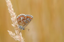 20110710-Argus-brun-0001.jpg