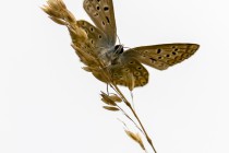 20120820-Cuivre-fuligineux-0001.jpg