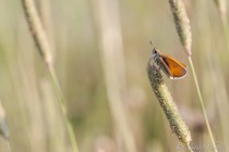 20130722-Hesperie-de-la-houque-0001.jpg