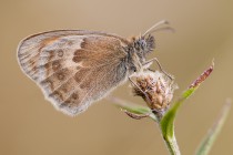 20130811-Fadet-commun-0001.jpg