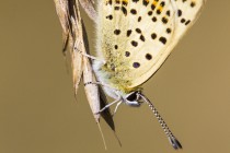 20130815-Cuivre-fuligineux-0005.jpg