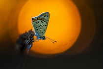 20130815-Cuivre-fuligineux-0008.jpg