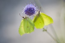 20140907-Citron-0002.jpg