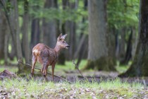 20090521-Chevreuil-0016.jpg