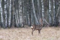 20100221-Chevreuil-0025.jpg