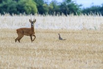 20100801-Chevreuil-0047.jpg