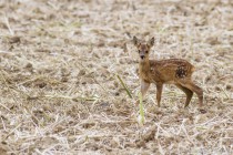 20110710-Chevreuil-0076.jpg
