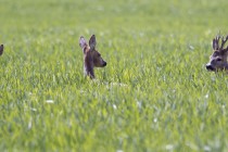 20120416-Chevreuil-0081.jpg
