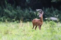 20120715-Chevreuil-0033.jpg