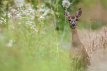 20120715-Chevreuil-0048.jpg