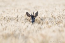 20120722-Chevreuil-0026.jpg