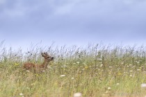 20120805-Chevreuil-0062.jpg